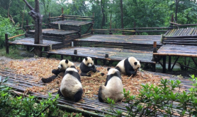 Discover the Chengdu Research Base of Giant Panda Breeding: A Sanctuary for China’s National Treasure