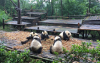 Discover the Chengdu Research Base of Giant Panda Breeding: A Sanctuary for China’s National Treasure